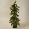 3.5' Weeping Norfolk Pine Faux Tree